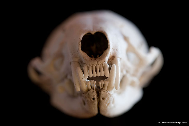 Mink skull, Sans Souci, Georgian Bay