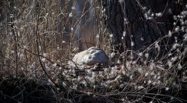Goose on nest, Doughnut Island, Toronto Islands