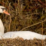 Mute swan on nest, Centre Island, Toronto Islands