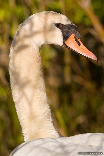Mute swan on nest, Snug Harbour, Toronto Islands