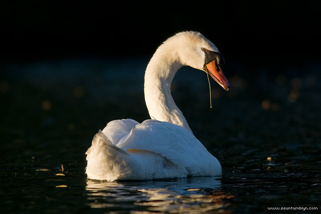 Mute swan, Centre Island, Toronto Islands