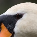Mute swan closeup, Doughnut Island, Toronto Islands