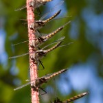 Mass dragonfly hatching, Bouchier Islands, Georgian Bay