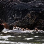 Merganzer duckings on mothers back, Massassauga Provincial Park, Georgian Bay