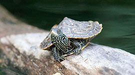 Baby map turtle, Snake Island, Toronto Islands