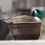 Canada goose nesting in pot, Algonquin Island, Toronto Islands