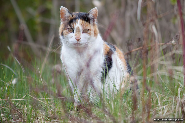 Semi-wild cat, South Island, Toronto Islands