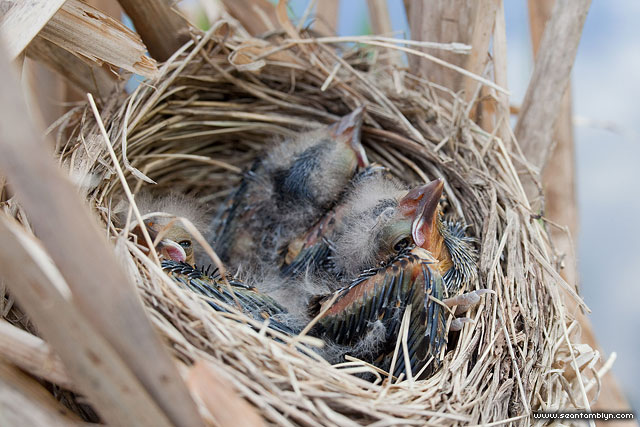 Blackbird chicks in nest, Hanlan's Point, Toronto Islands