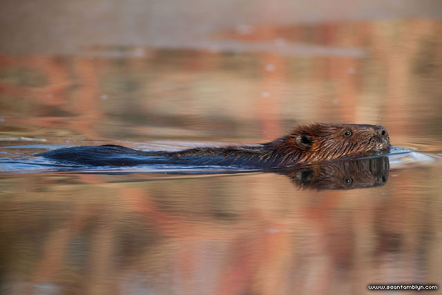 Beaver reflection, Snake Island, Toronto Islands