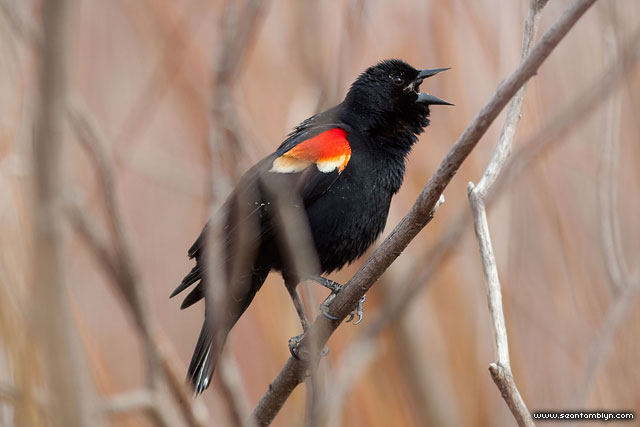 Singing Blackbird, Ward's Island, Toronto Islands