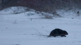 Beaver in winter, Ward's Island, Toronto Islands