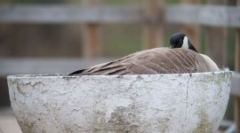 Canada goose on nest, Centre Island, Toronto Islands