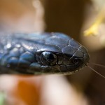 Melanistic garter snake, Ward's Island, Toronto Islands