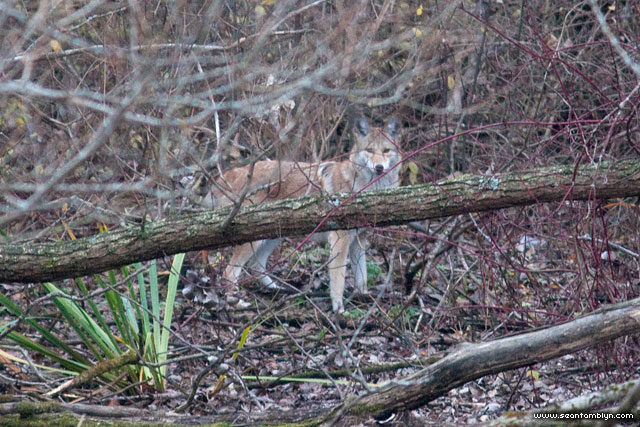 Wile E I Coyote, Doughnut Island, Toronto Islands