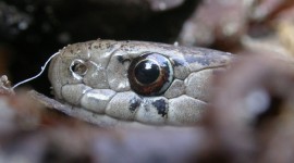 Garter snake, Ward's Island, Toronto Islands