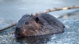 Beaver in ice, South Island, Toronto Islands