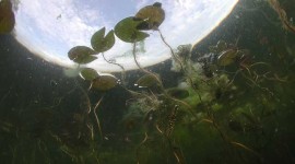 Underwater lilypads, Trout pond, Toronto Islands
