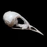 Bird Skull, Snake Island, Toronto Islands