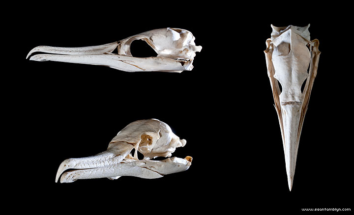 Cormorant Skull, Ward's Island, Toronto Islands