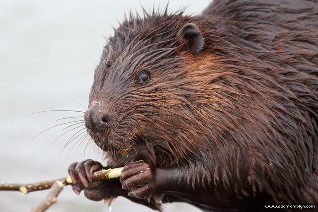 Chewing beaver, Ward's Island, Toronto Islands