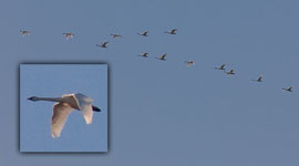 Migrating Swans, Ward's Island, Toronto Islands