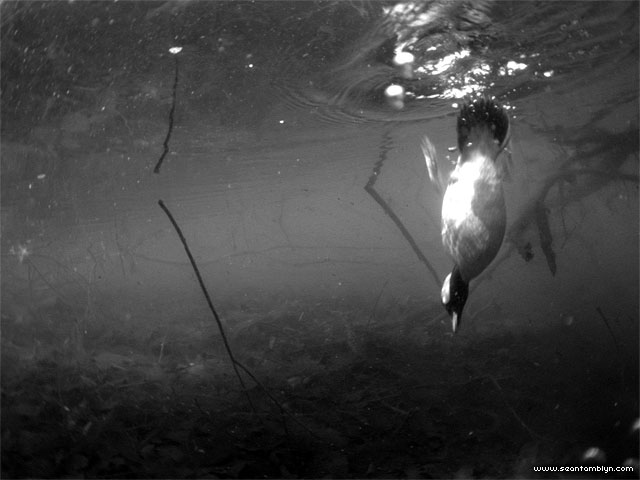 Bufflehead duck underwater, Snug Harbour, Toronto Islands