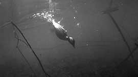 Bufflehead duck underwater, Snug Harbour, Toronto Islands