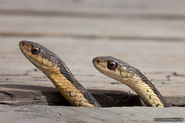 Garter snakes, Ward's Island, Toronto Islands