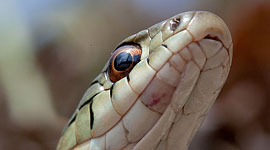 Garter snake, Ward's Island, Toronto Islands