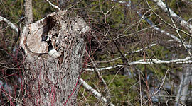 Canada goose nesting in tree, Unknown Island, Toronto Islands