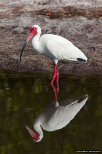 American White Ibis, Merritt Island, Florida
