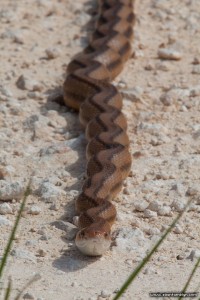 Rat Snake, Merritt Island, Florida