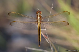 Dragonfly, Archie Carr National Wildlife Refuge, Florida