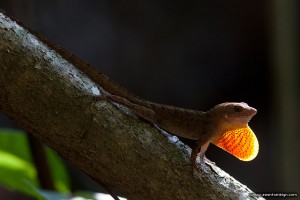 Brown anole, Archie Carr National Wildlife Refuge, Florida