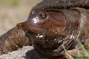 Softshell Turtle, Archie Carr National Wildlife Refuge, Florida