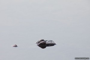 Submerged American alligator, Archie Carr National Wildlife Refuge, Florida