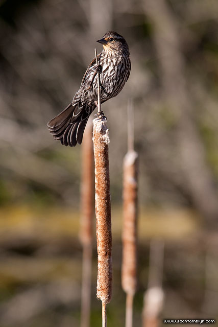Female blackbird, Doughnut Island, Toronto Islands
