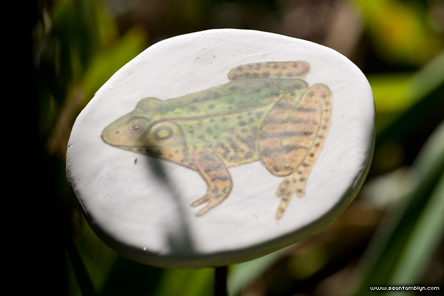 Frogs and Toads Betsy Canfield, Frogs and Toads, Rogue Wave 2007, Toronto Islands