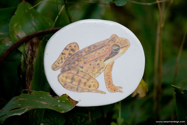 Frogs and Toads Betsy Canfield, Frogs and Toads, Rogue Wave 2007, Toronto Islands