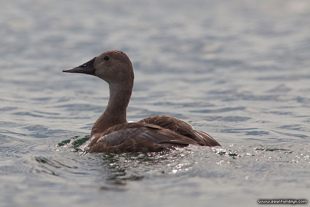 Canvasback duck, inner harbour, Toronto Islands