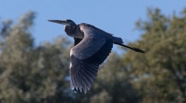 Great blue heron in flight, Long Pond, Toronto Islands
