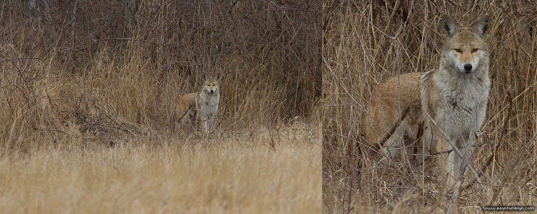Coyote staredown, Centre Island, Toronto Islands