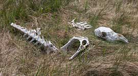 Deer skull and remains, Centre Island, Toronto Islands