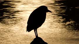 Black-crowned night heron moonlight silhouette, Ward's Island, Toronto Islands