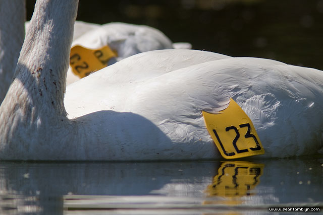 Trumpeter swan tags, L23 and C24, Toronto Islands