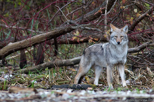 Coyote, Centre Island, Toronto Islands