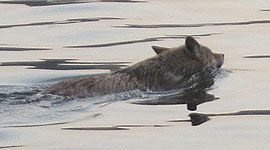 Swimming Coyote, Blockhouse Bay, Toronto Islands