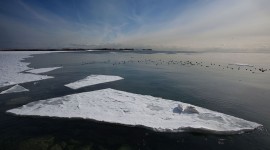 Swans on ice floe, Ward's Island, Toronto Islands