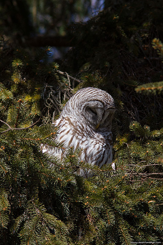 Barred owl, Algonquin Island, Toronto Islands