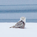 Snowy owl on ice, Outer Harbour, Toronto Islands